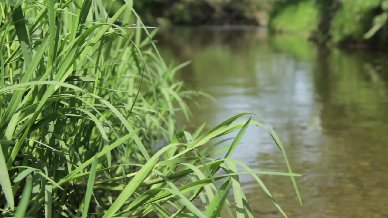 小溪旁的绿色草本植物视频素材