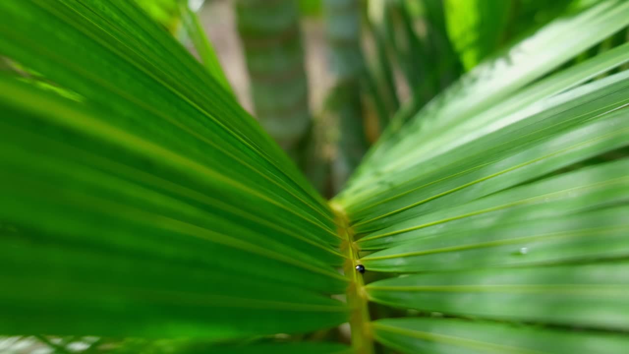 热带椰子叶随着阳光在风中摇曳视频素材