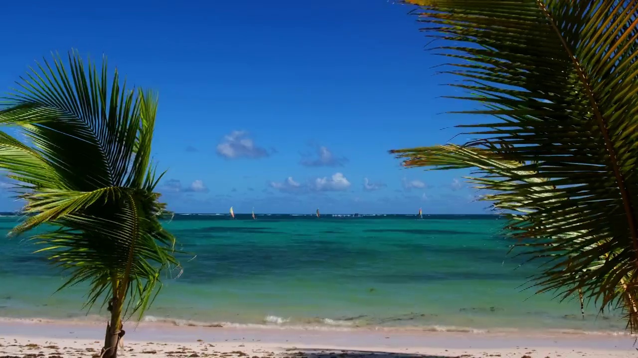 棕榈树和大海，夏日阳光明媚的大西洋。视频素材