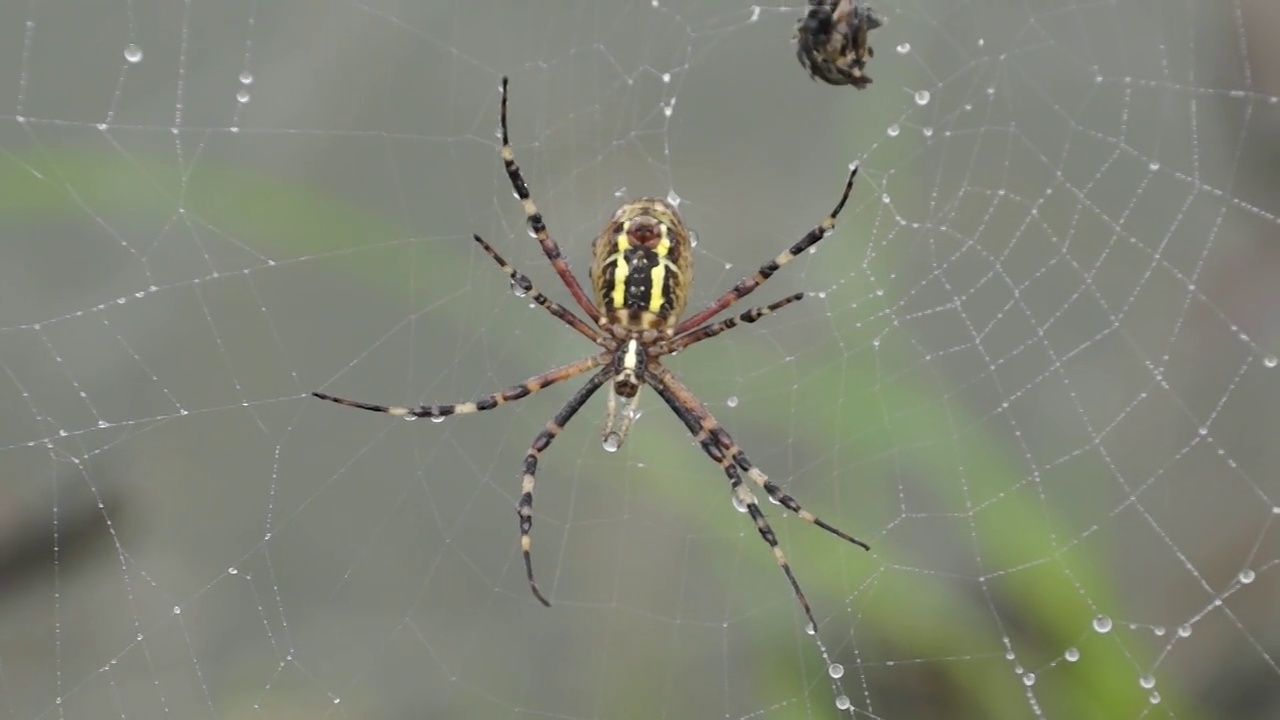 Spider-wasp (lat。Argiope bruennichi)。在黎明的浓雾中，露珠下的蜘蛛和蜘蛛网视频素材