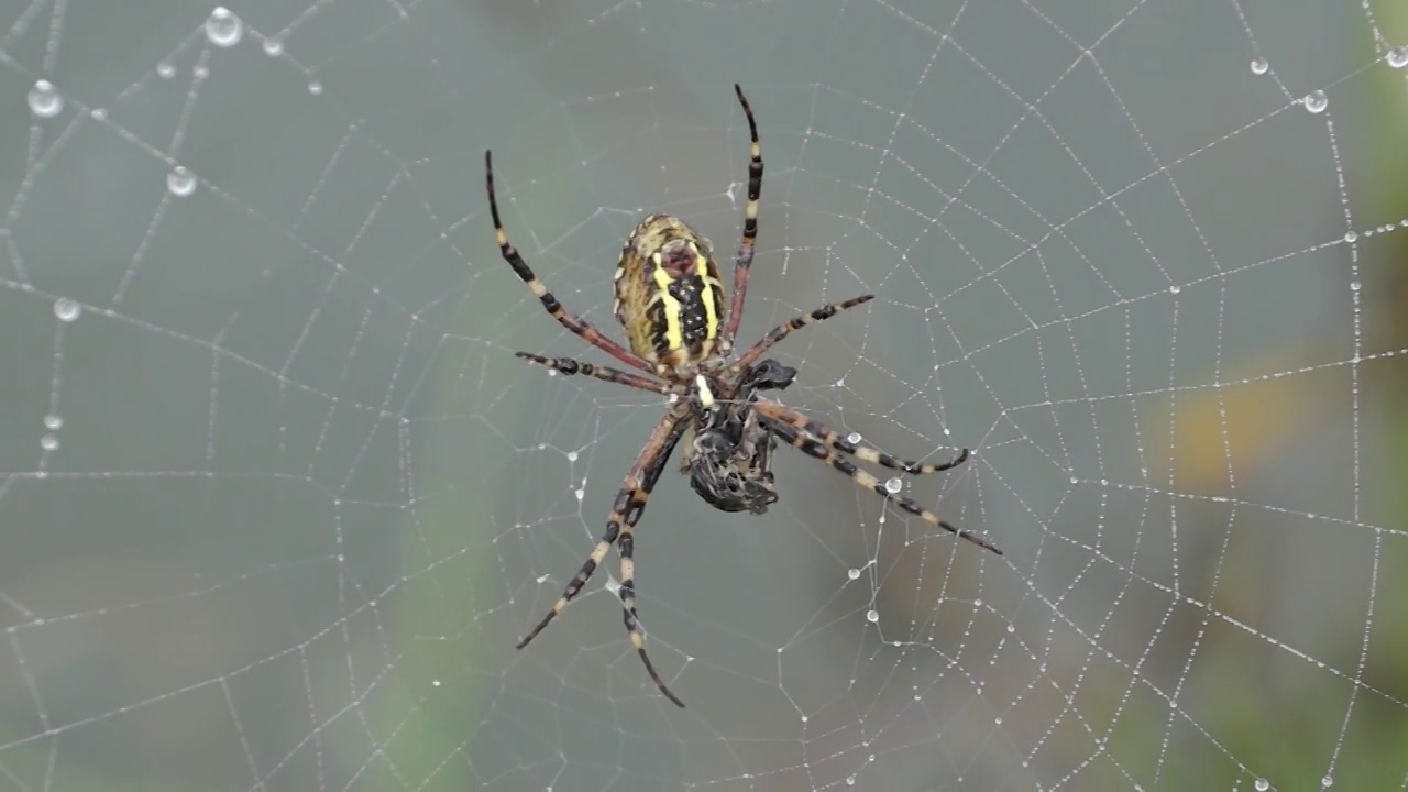 Spider-wasp (lat。Argiope bruennichi)。在黎明的浓雾中，露珠下的蜘蛛和蜘蛛网视频素材