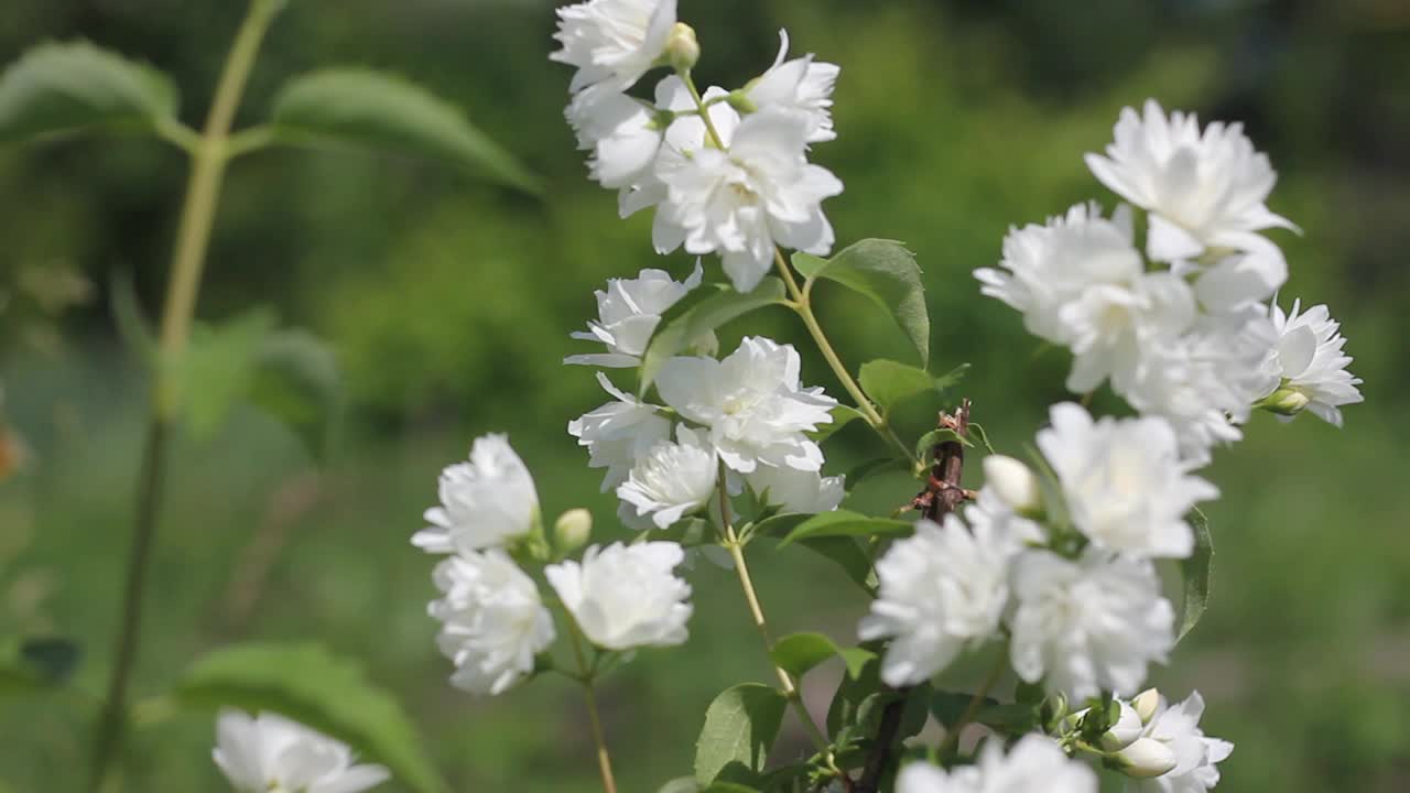 盛开的花朵的植物楚布希尼克冠状。视频下载