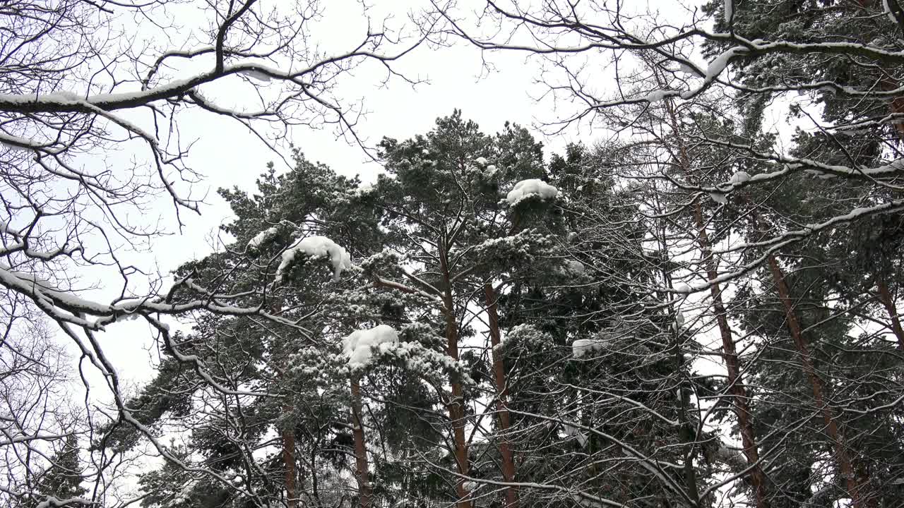 美丽的雪森林视频素材