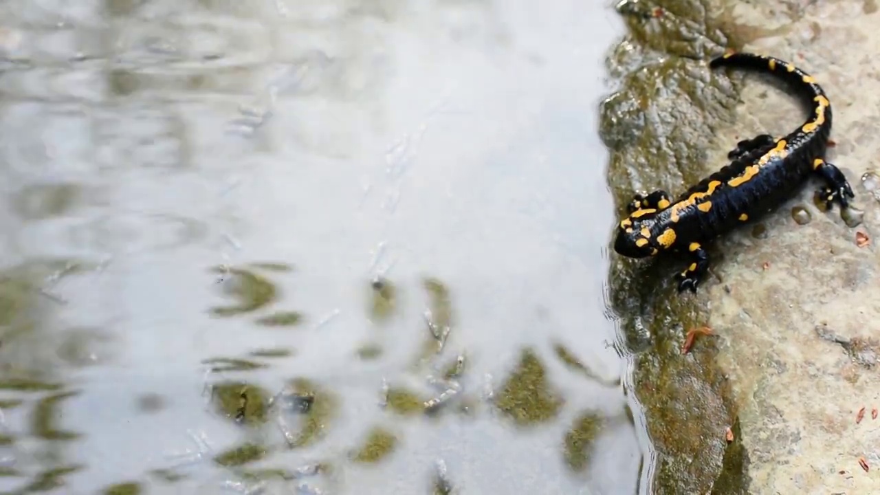 火蝾螈(Salamandra Salamandra)和石蛾幼虫视频素材