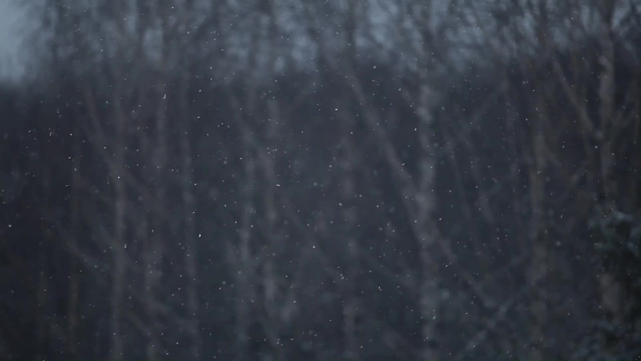 雪树背景的镜头视频素材