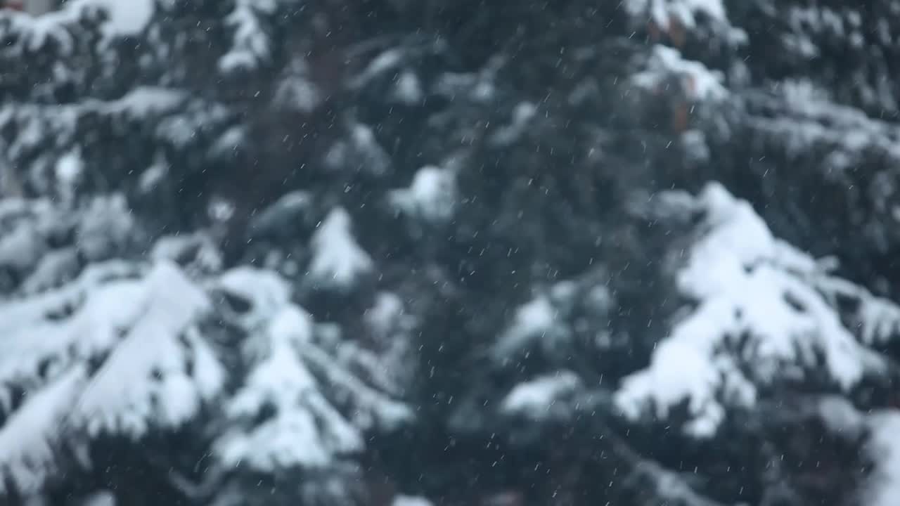 雪树背景的镜头视频素材