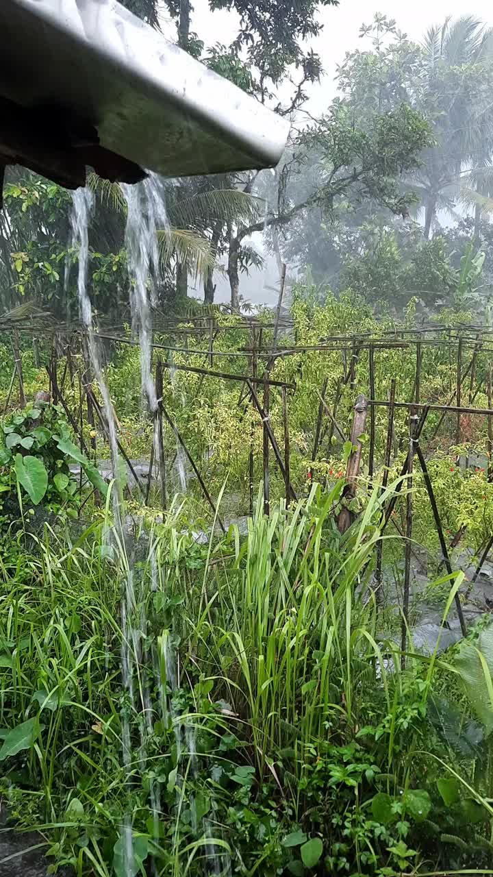 努力在下雨视频素材