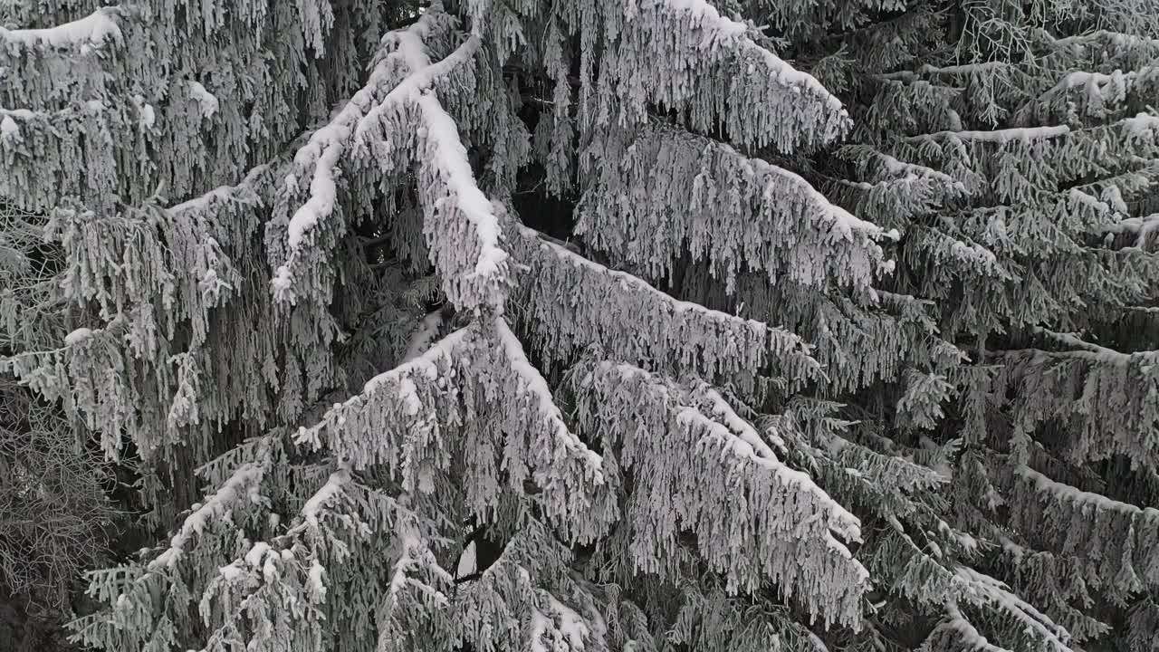 无人机在冬季森林上空飞行视频素材