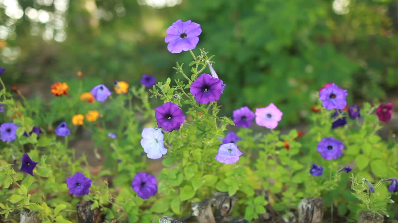 花园里的矮牵牛花视频素材