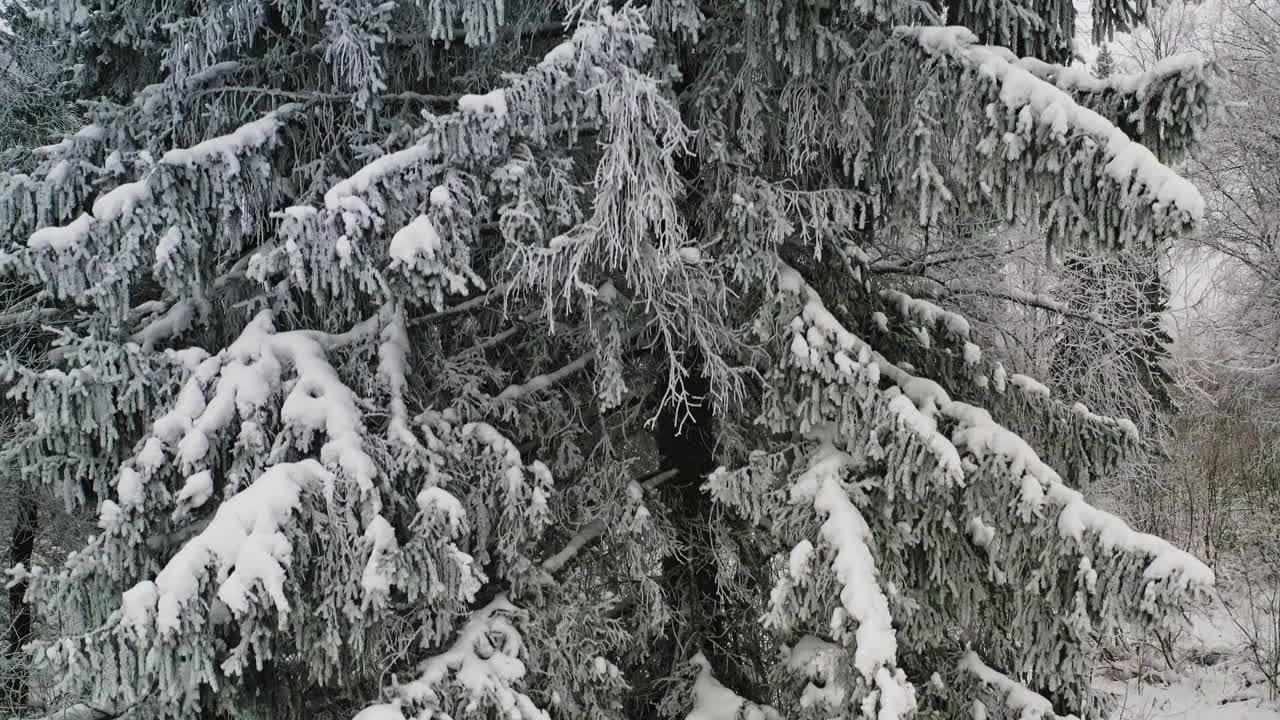 无人机在冬季森林上空飞行视频素材