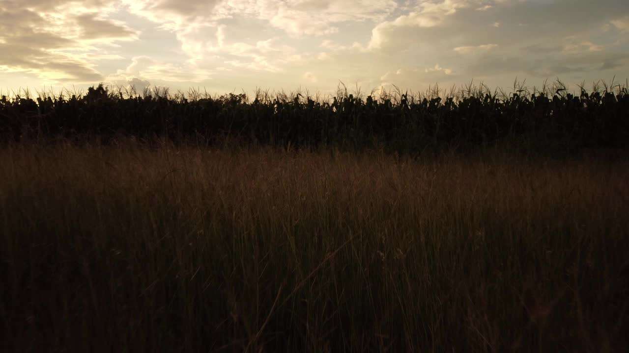 夕阳下的玉米种植视频下载