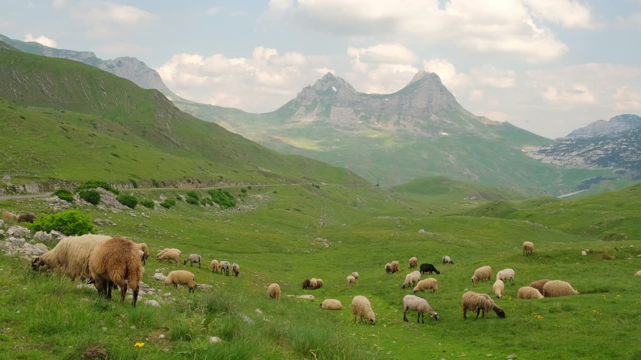 在黑山的Durmitor山区，一群羊在吃草视频素材