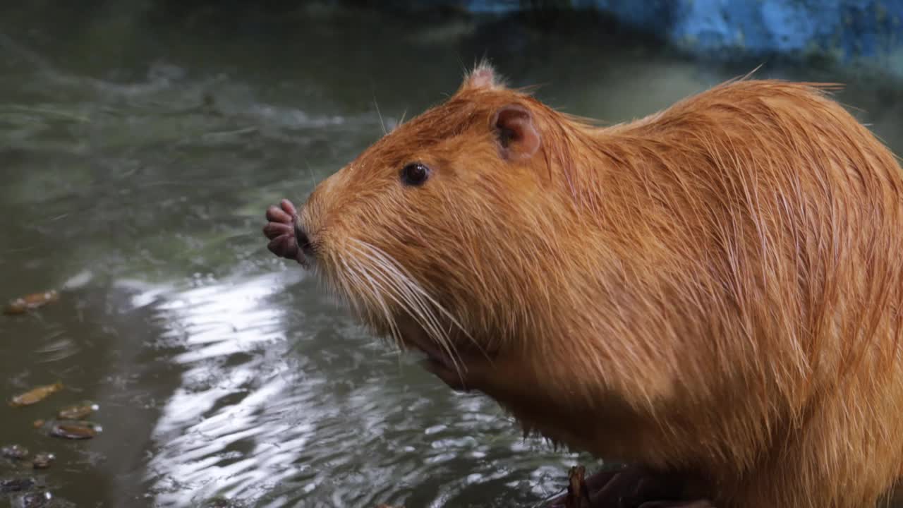 南美洲海狸鼠或河鼠(河狸鼠)在水边视频素材