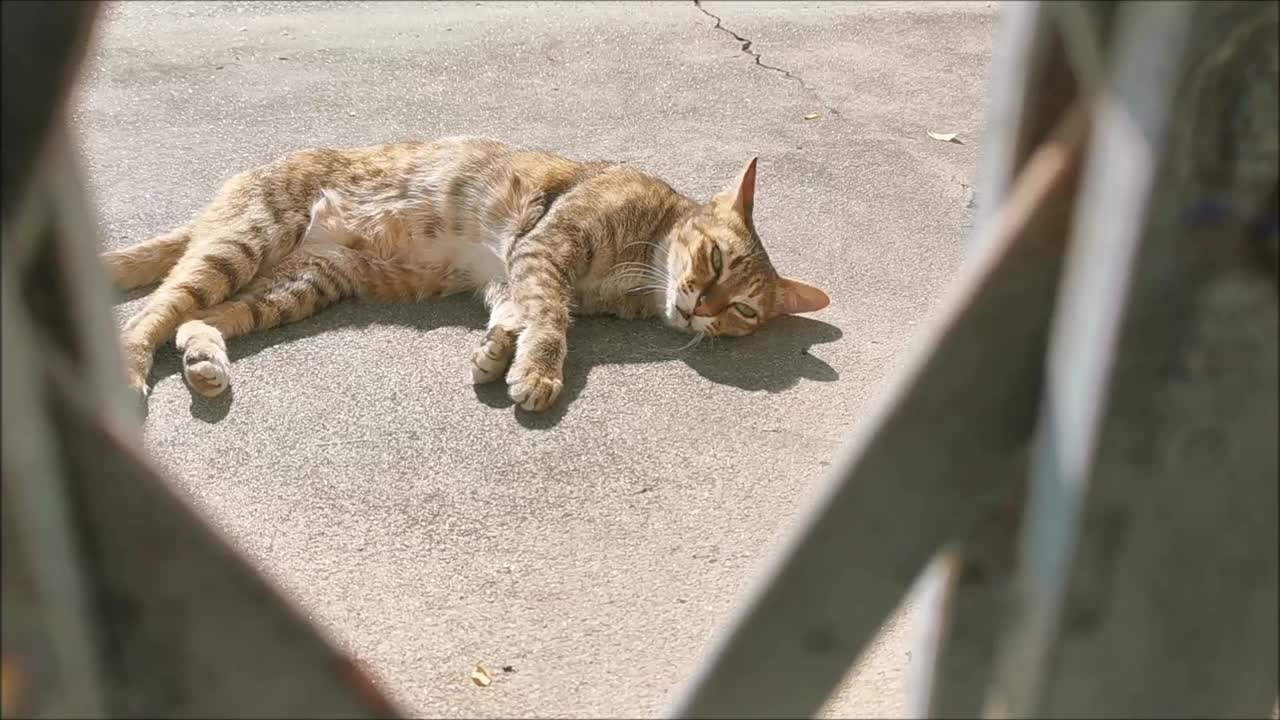 棕色的猫躺在阳光下的水泥地板上视频素材