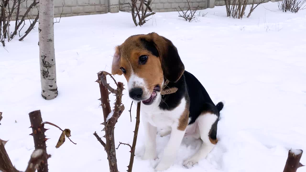 一只小猎犬在冬天的雪地里散步，玩耍，啃树枝。动物搞笑视频视频素材