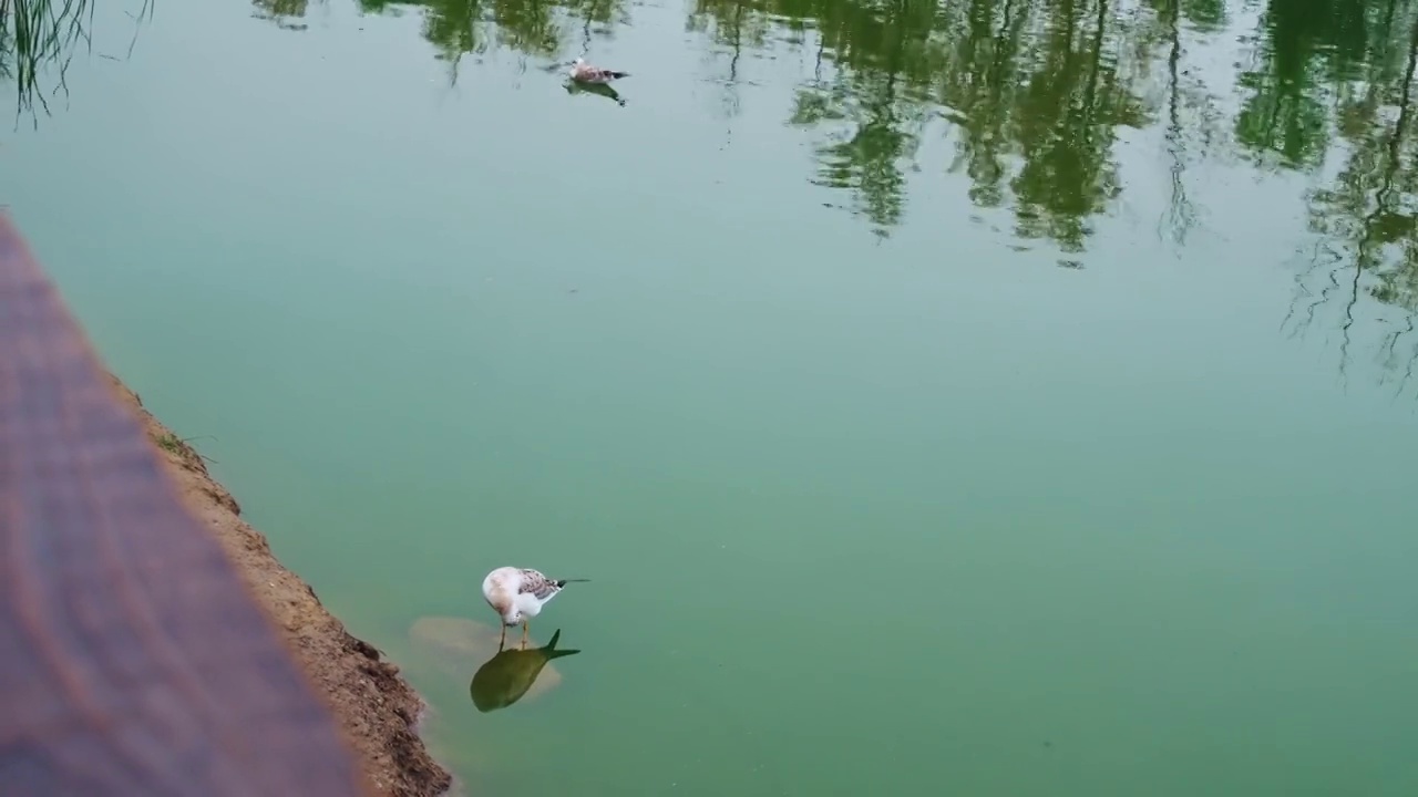 城市池塘里的海鸥过着正常的生活，在水里游泳，清洁羽毛，站在碧水河畔的一块石头上视频素材