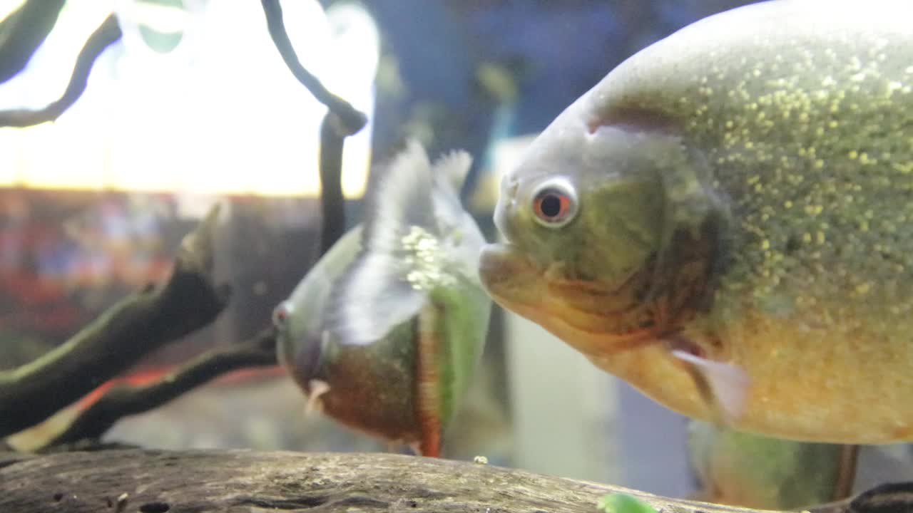 水族馆里的红水虎鱼视频素材