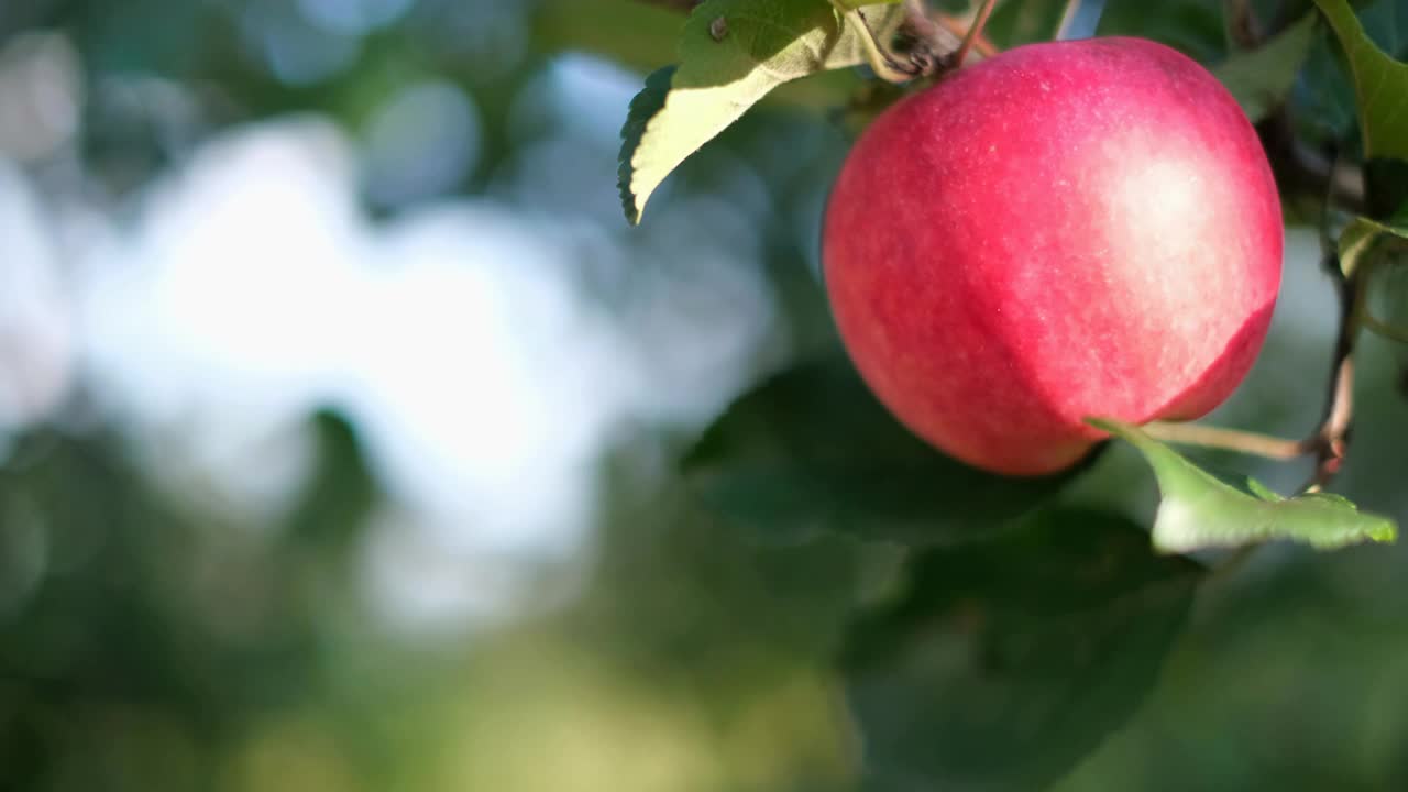 在花园里，一棵苹果树的树枝上挂着一个成熟的红苹果，等待收割。视频素材