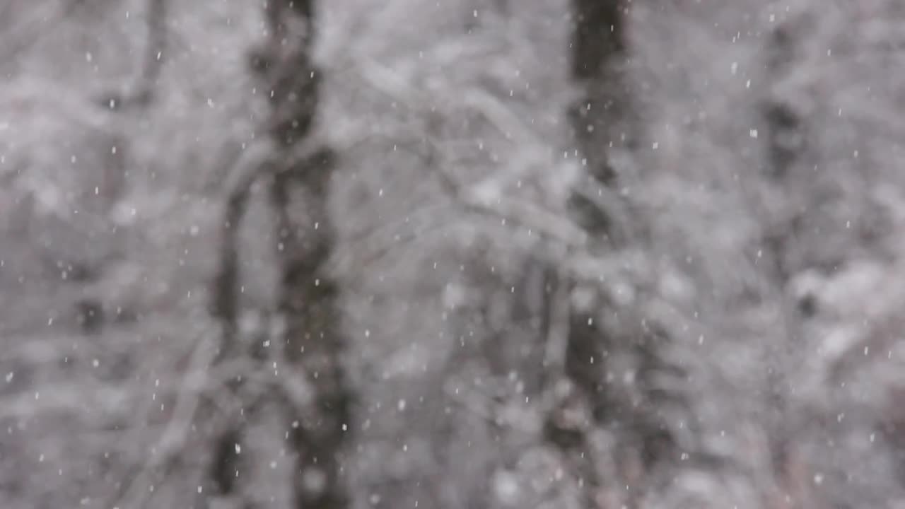 在阴天在模糊的冬季森林背景上的降雪视频素材