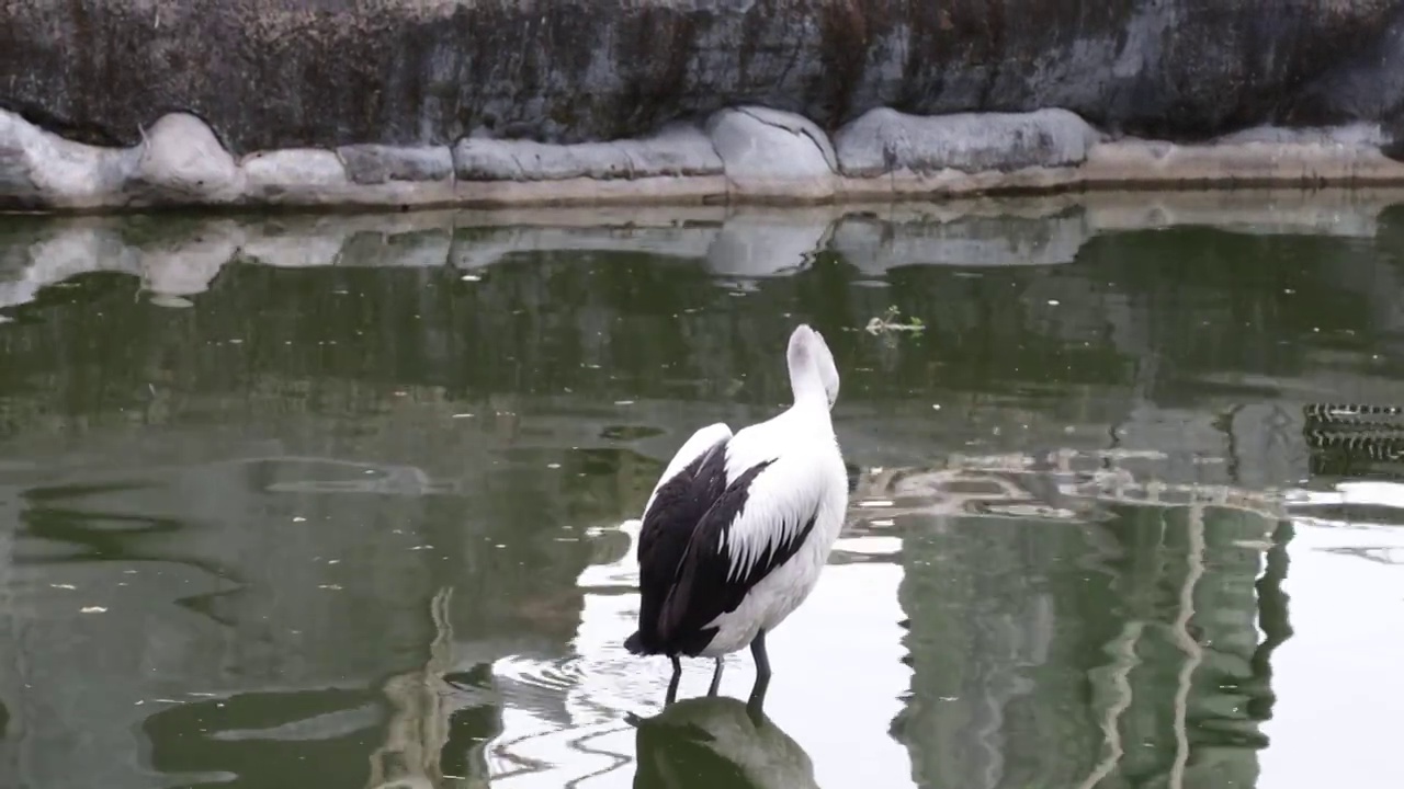 湖上的鹈鹕视频素材