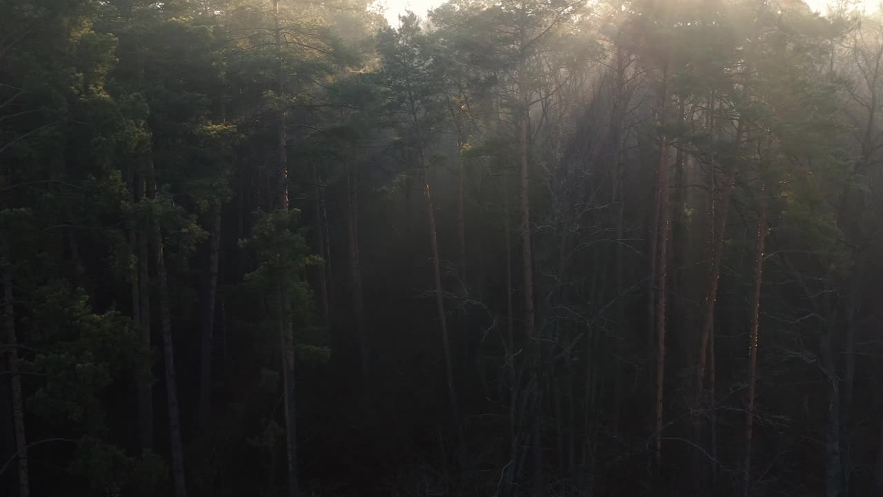 夏季清晨松林拂晓，无人机观景。视频素材