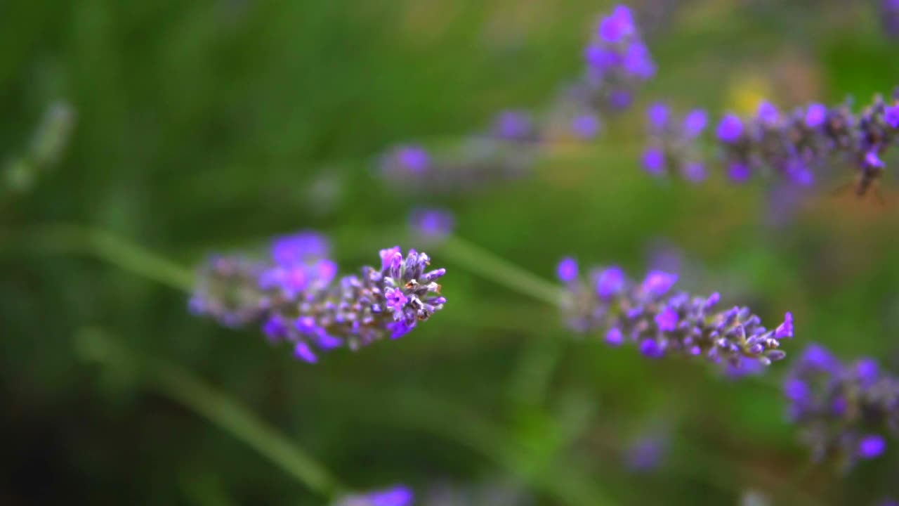 薰衣草花园视频素材