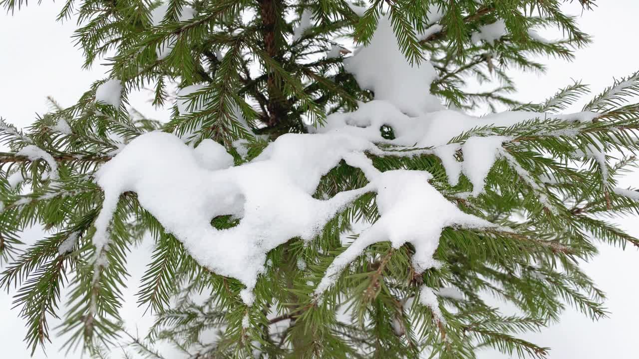 冬天森林里的云杉树枝上飘着雪花。关闭了。视频素材