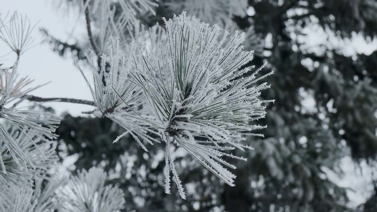 冬天，覆盖着皑皑白雪的云杉树枝在风中轻轻摇曳视频素材