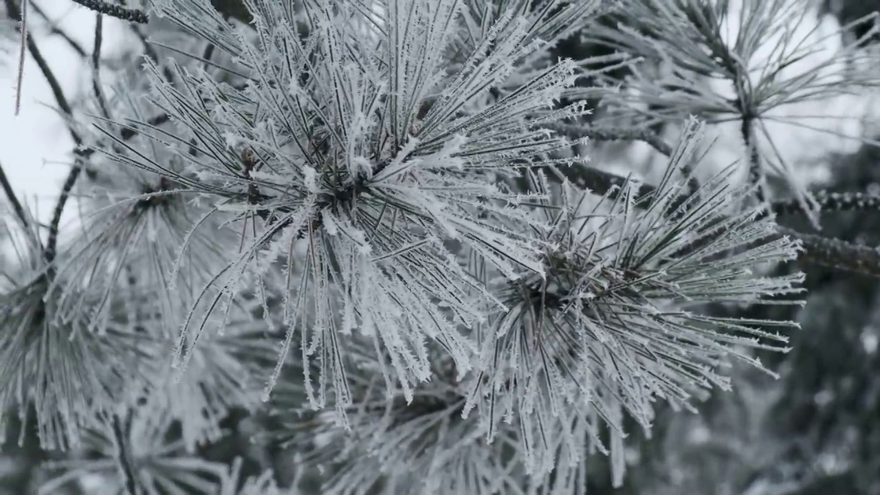 冬天，覆盖着皑皑白雪的云杉树枝在风中轻轻摇曳视频素材