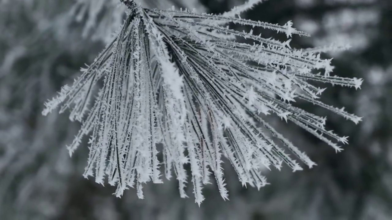 冬天，覆盖着皑皑白雪的云杉树枝在风中轻轻摇曳视频素材