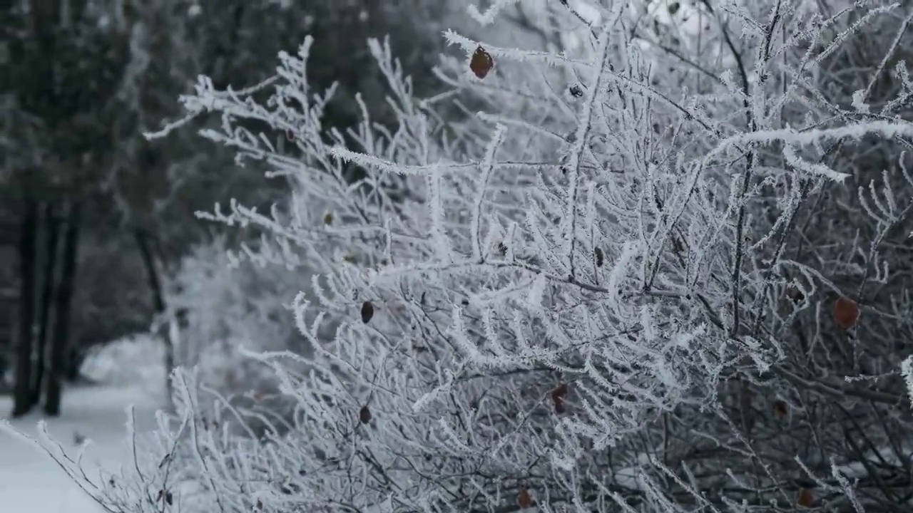 冬天，覆盖着皑皑白雪的云杉树枝在风中轻轻摇曳视频素材