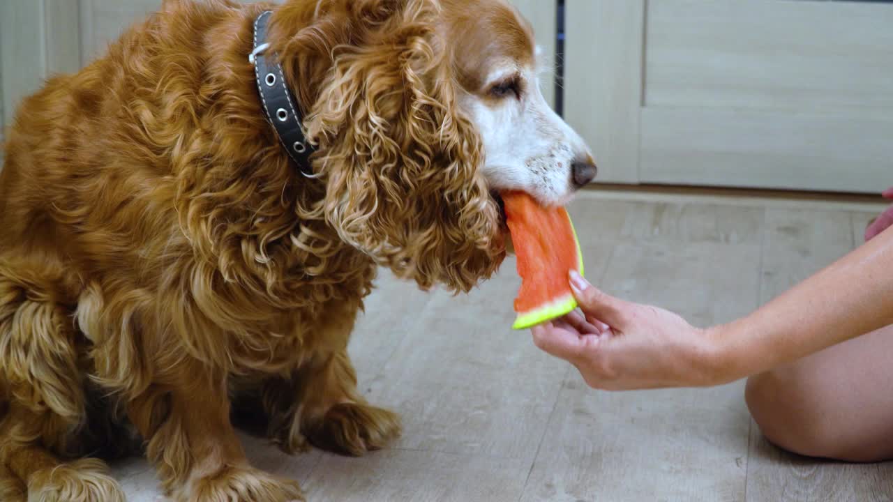 狗吃了一个西瓜。红色可卡犬吃维生素视频素材