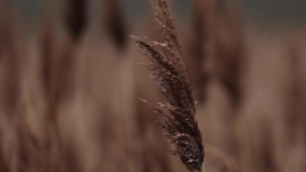 秋天的芦苇随风摇摆。视频素材