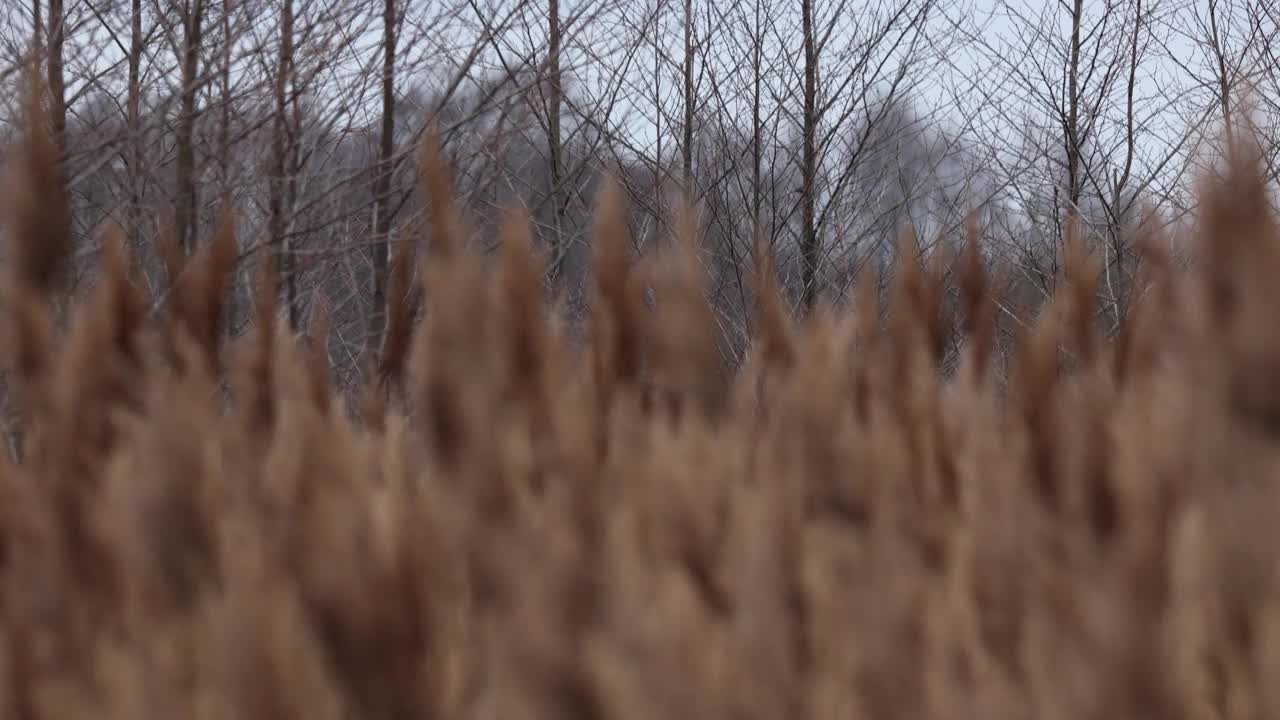 秋天的芦苇随风摇摆。视频素材