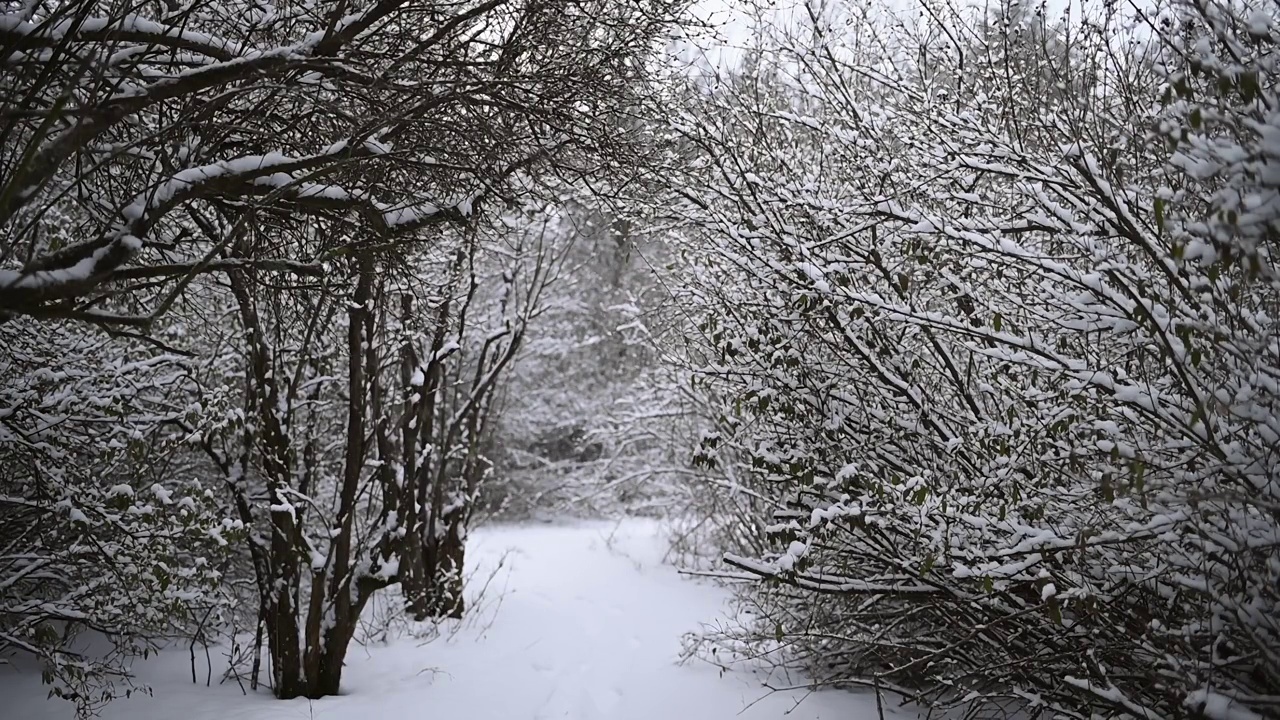 冬天，覆盖着皑皑白雪的云杉树枝在风中轻轻摇曳视频素材