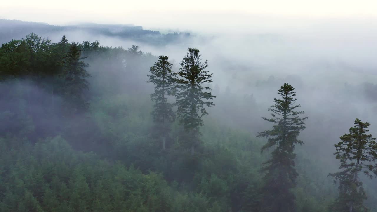 空中平移风景照片，在风景上的绿色树木，无人机飞行在雾天-比辛根，德国视频素材