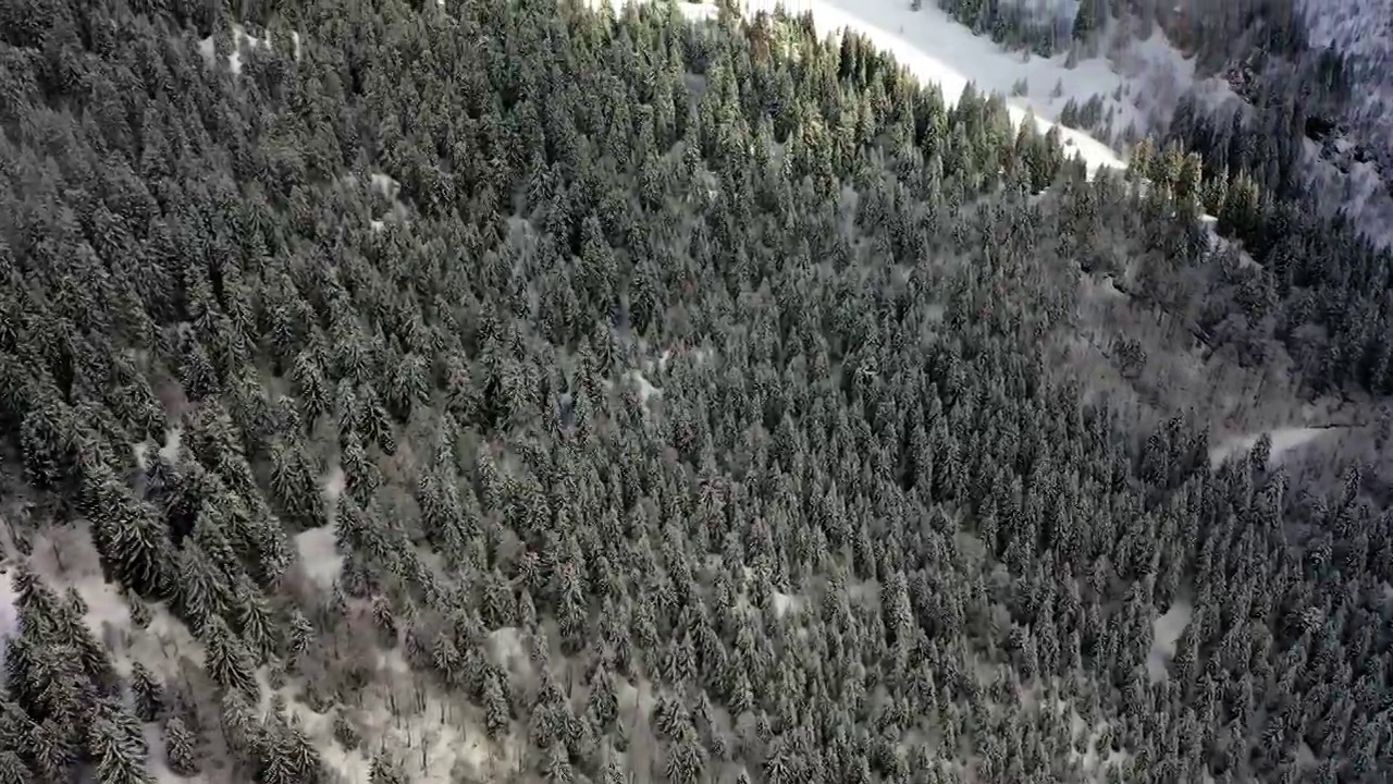 空中前进美丽的镜头，森林里的树木在雪覆盖的景观-萨瓦，法国视频素材