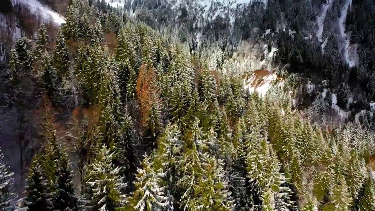 空中前进风景镜头的绿色树木在雪原的森林景观-萨瓦，法国视频素材