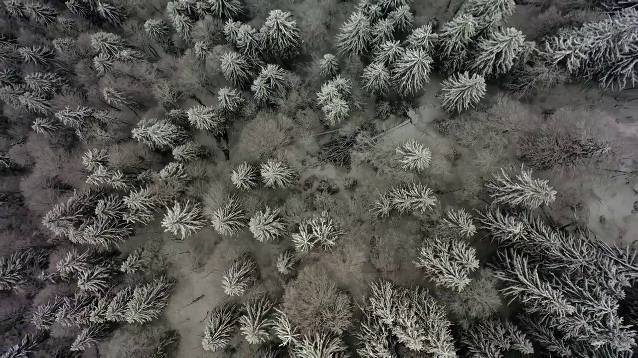 空中顶部向上生长的冰冻树木在森林雪景-萨瓦，法国视频素材