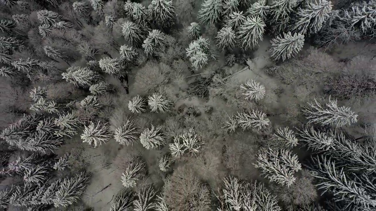 空中俯瞰，森林里白雪覆盖的树木的美丽景色-法国的萨瓦视频素材