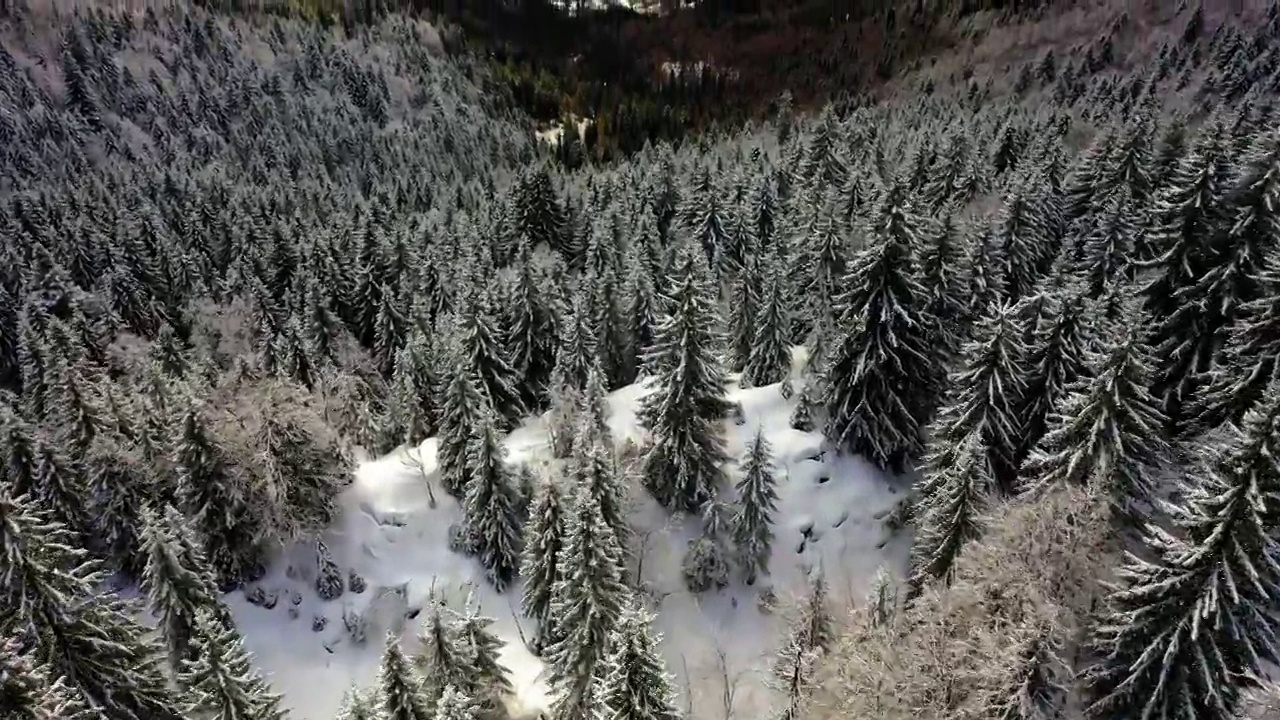 在宁静的森林里被雪覆盖的冰冻树木的空中向前风景镜头-法国萨瓦视频素材