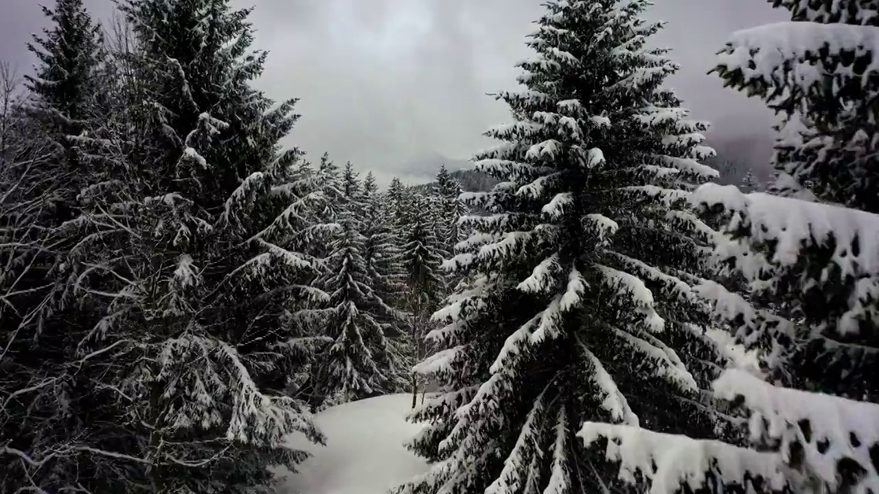 空中向前上升美丽的雪树在山上的森林-萨瓦，法国视频素材