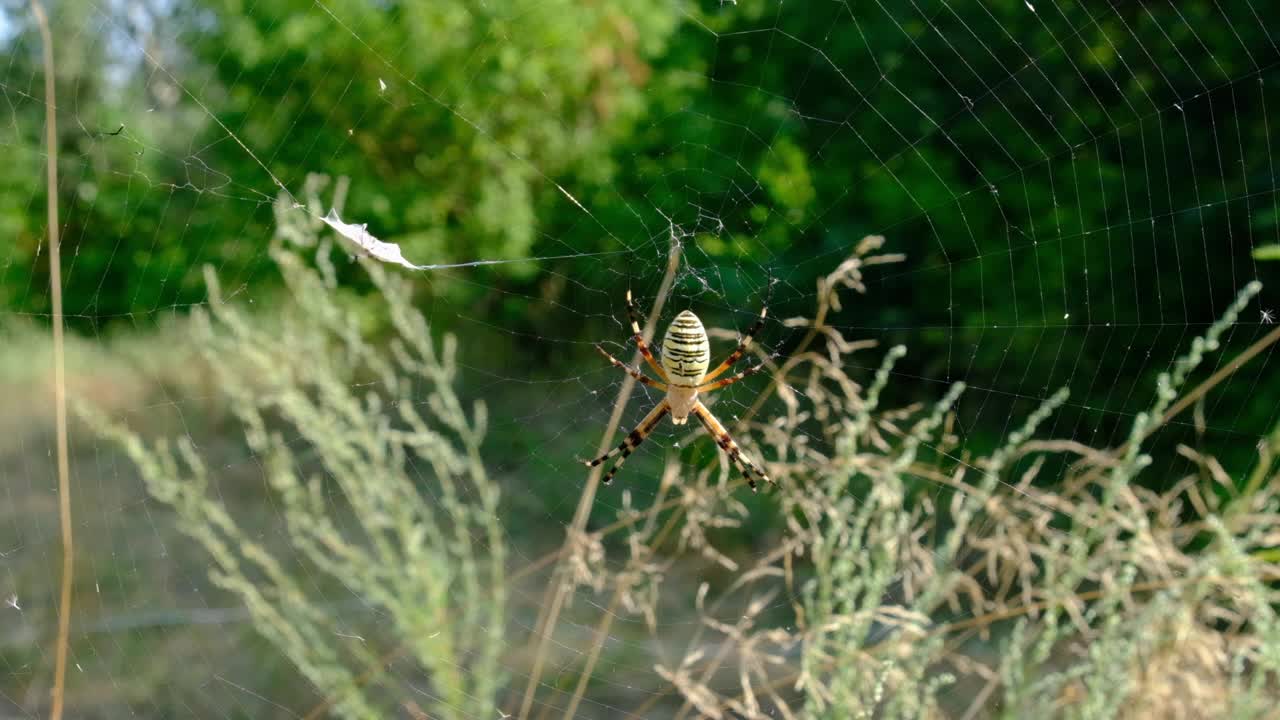 网上的一只大蜘蛛正在捕猎猎物，特写镜头，慢动作视频素材