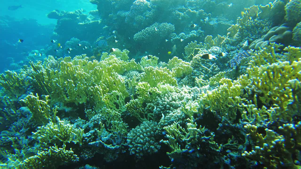 红海的生命。珊瑚和鱼的红海慢莫视频素材