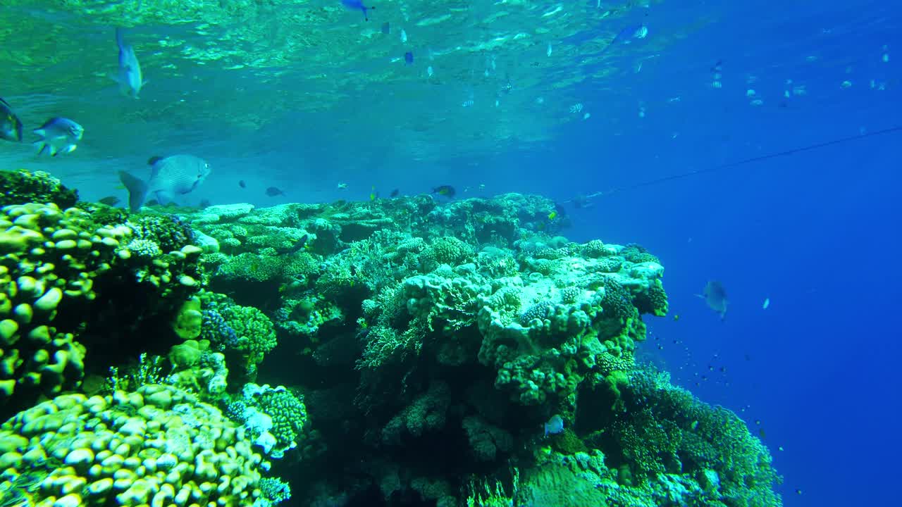 红海的生命。珊瑚和鱼的红海慢莫视频素材