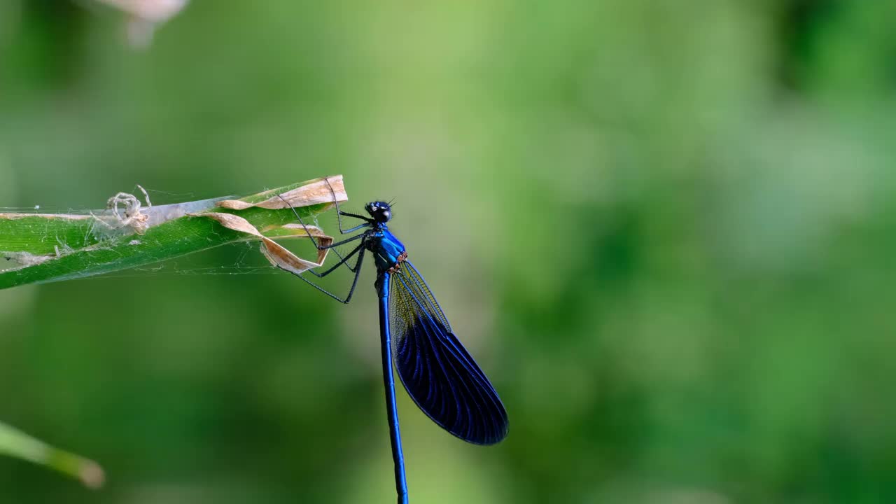 蓝色蜻蜓在绿色自然的分支河边，特写视频素材