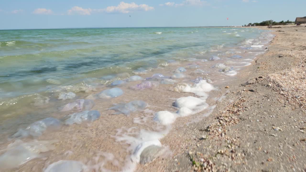 和死去的水母一起沿着海边散步。海边的监控摄像头视频素材