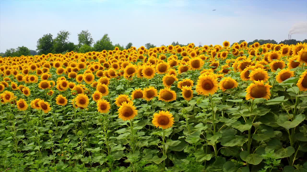 农田上渐渐升起黄色的向日葵。蔚蓝的天空下风景如画的向日葵田。视频素材