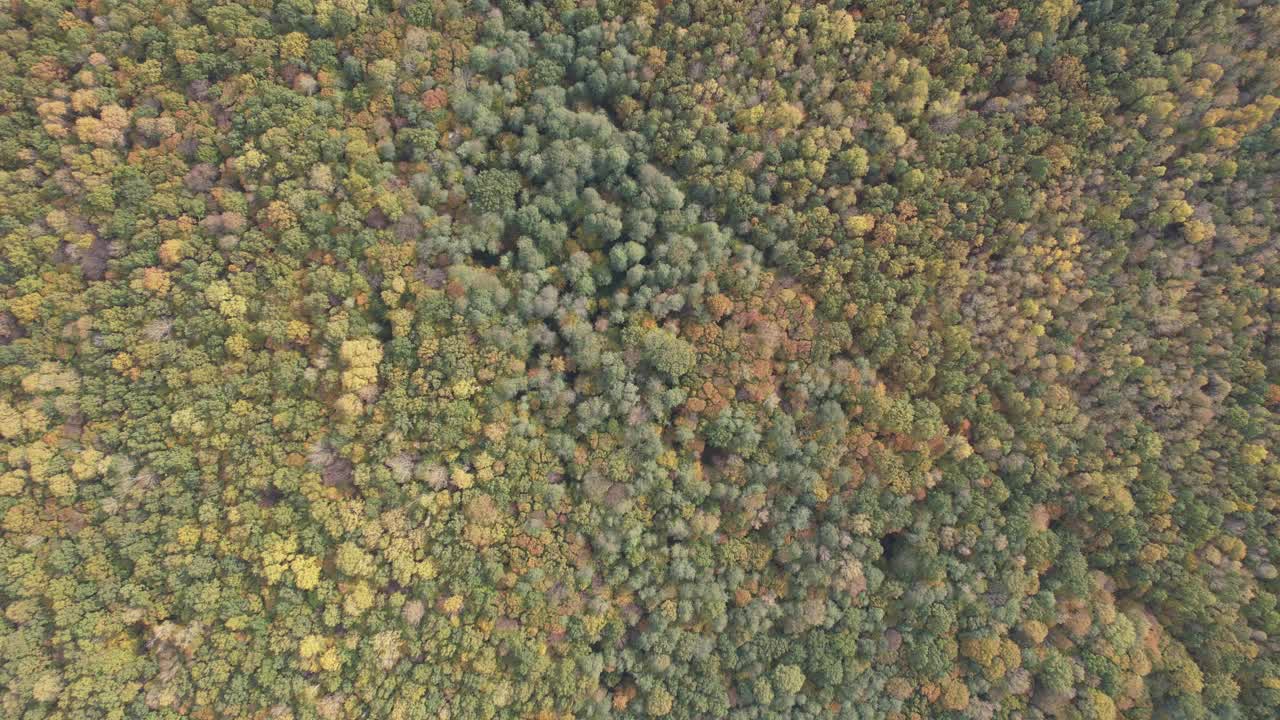 鸟瞰阳光明媚的秋日森林景观。旅游与自然的概念视频素材