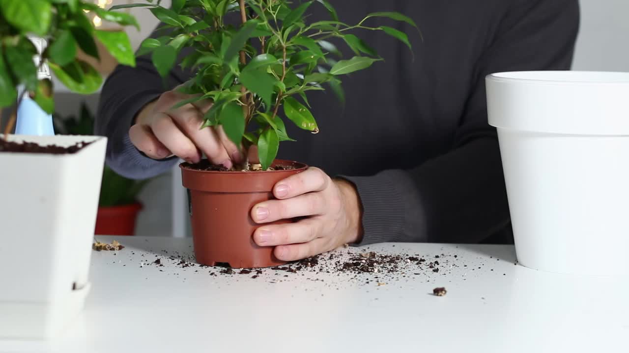 一个人把一株植物从一个旧花盆里拿出来，种在一个新的花盆里。植物移植回家。视频素材